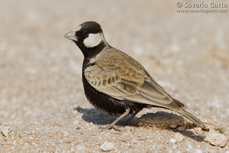 Black-crowned Finch-Lark