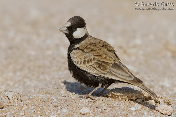 Allodola passero capinera