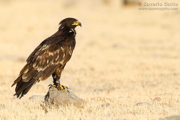 Greater Spotted Eagle