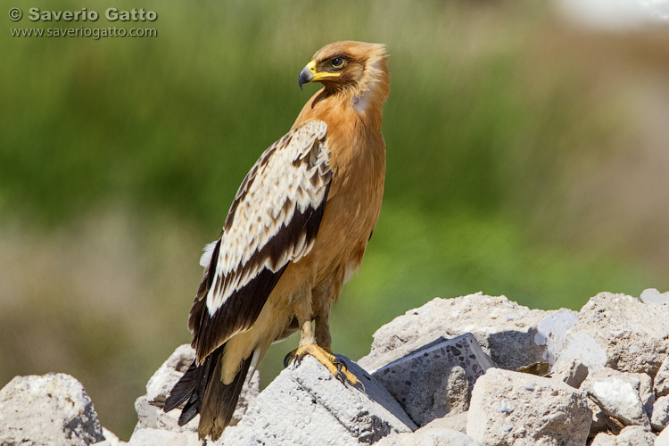 Aquila anatraia maggiore var. fulvescens