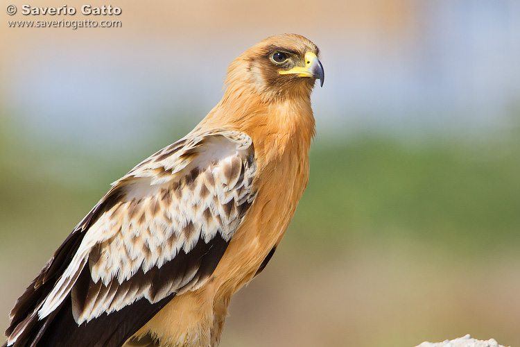 Aquila anatraia maggiore var. fulvescens