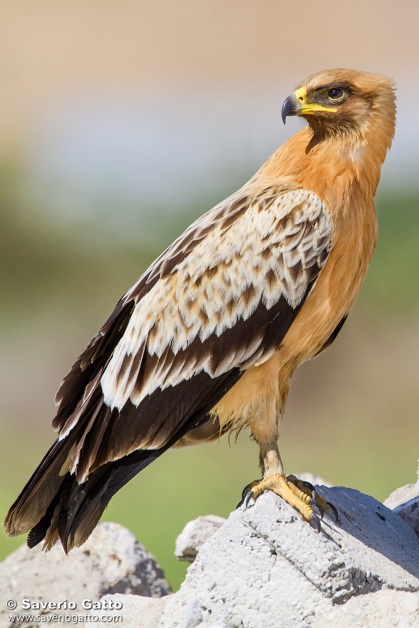 Greater Spotted Eagle (var. fulvescens)