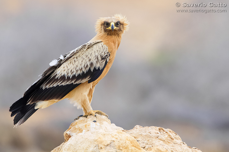 Greater Spotted Eagle (var. fulvescens)