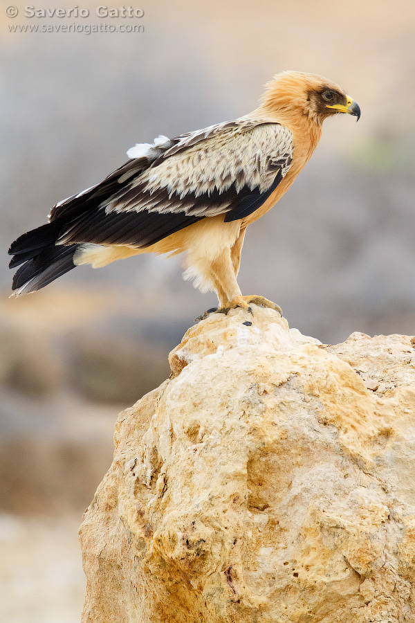 Aquila anatraia maggiore var. fulvescens