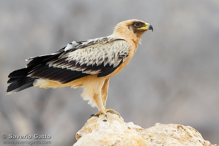 Greater Spotted Eagle (var. fulvescens)