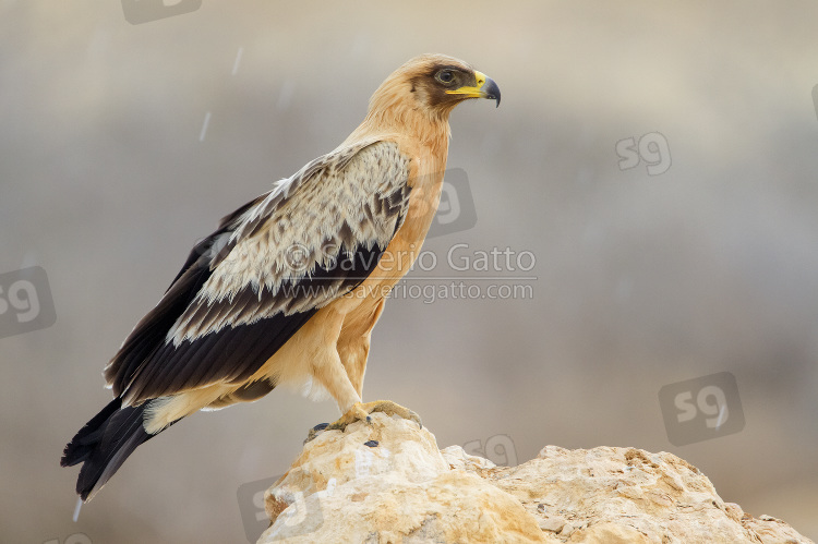 Greater Spotted Eagle (var. fulvescens)