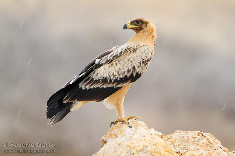 Greater Spotted Eagle (var. fulvescens)