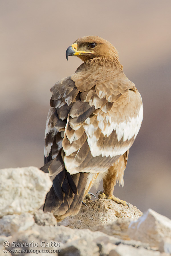 Steppe Eagle