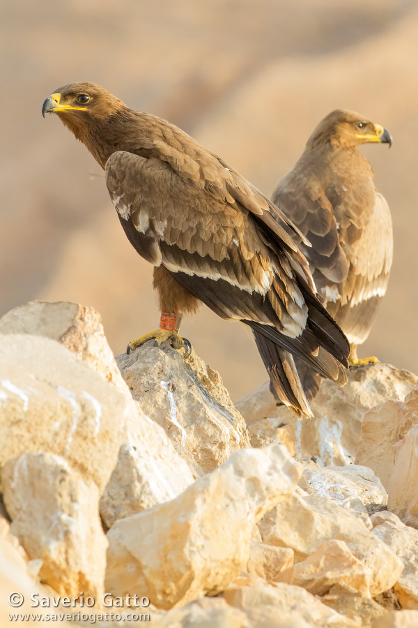 Steppe Eagle