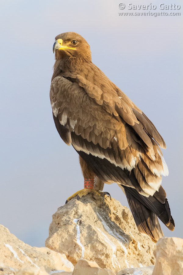 Steppe Eagle