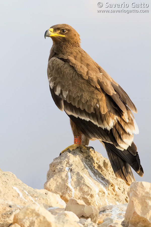 Aquila delle steppe