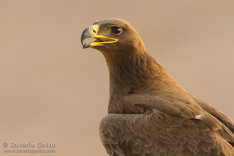 Steppe Eagle