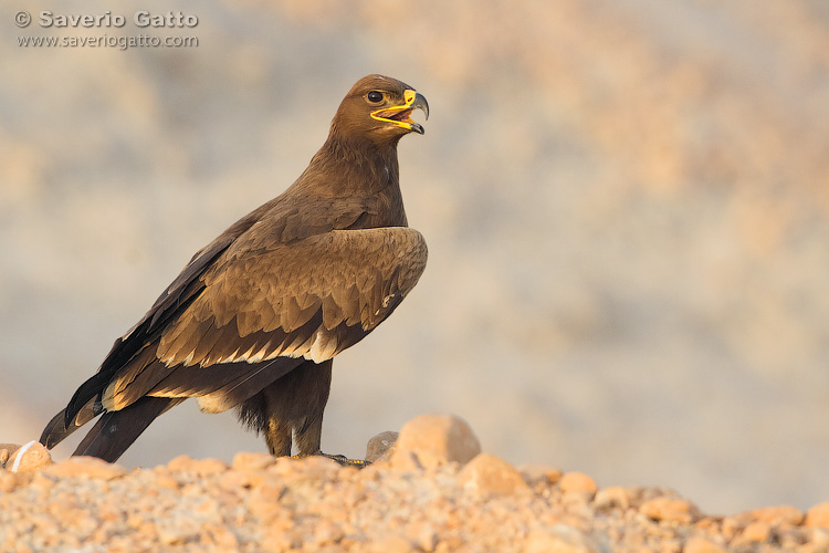 Aquila delle steppe