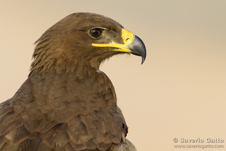 Aquila delle steppe