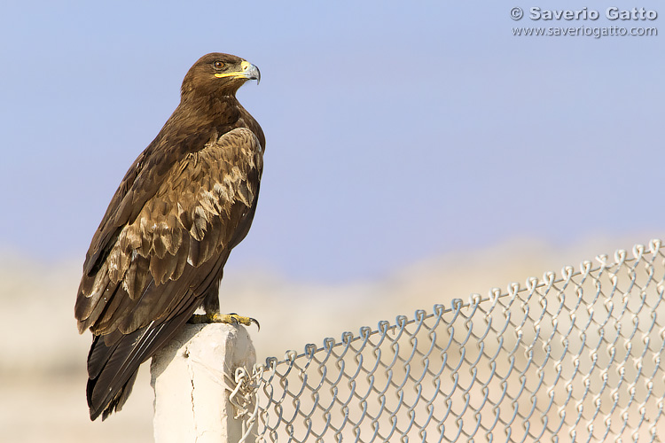 Aquila delle steppe