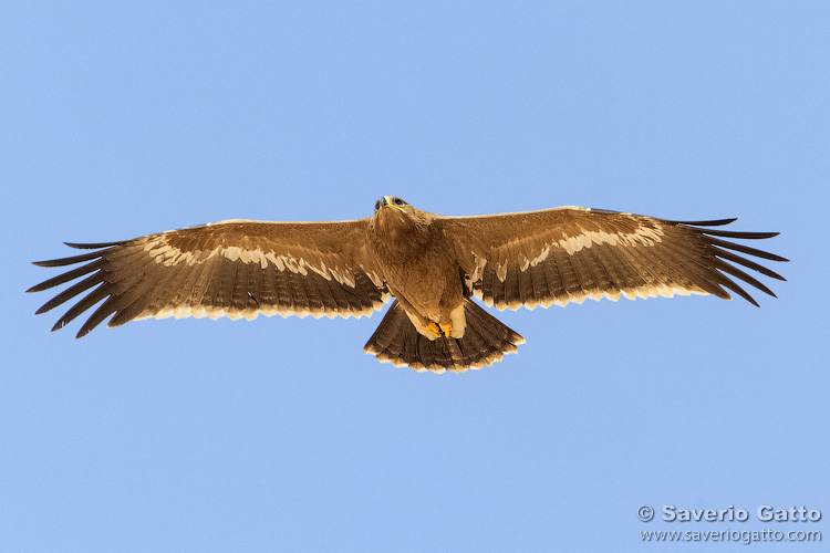 Aquila delle steppe