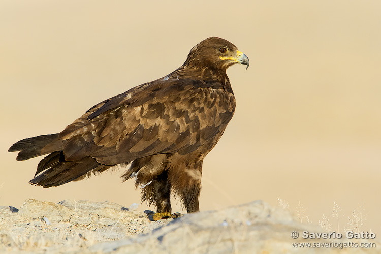 Aquila delle steppe