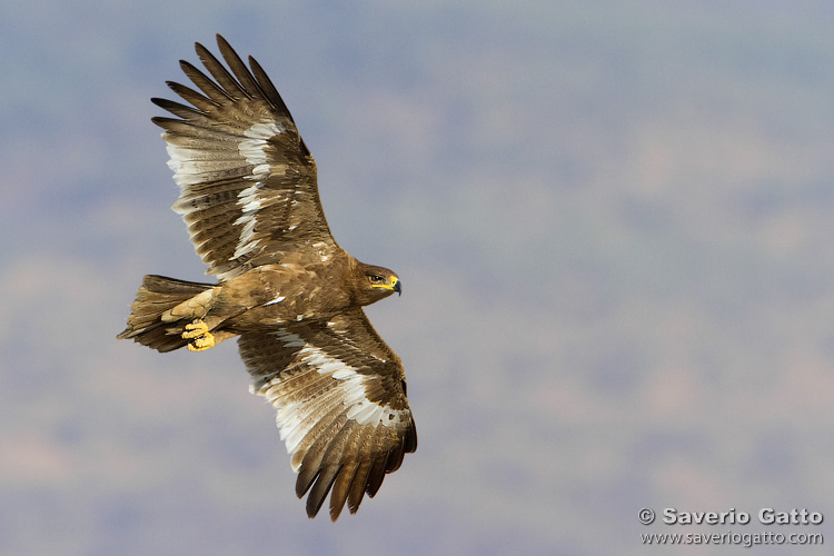 Aquila delle steppe