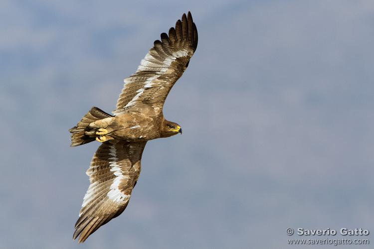 Aquila delle steppe