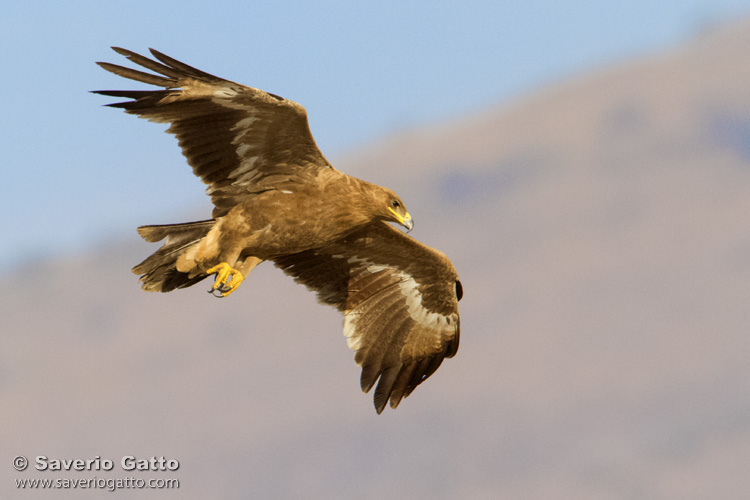 Steppe Eagle