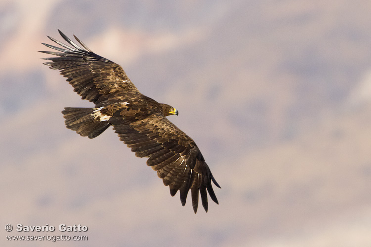 Steppe Eagle