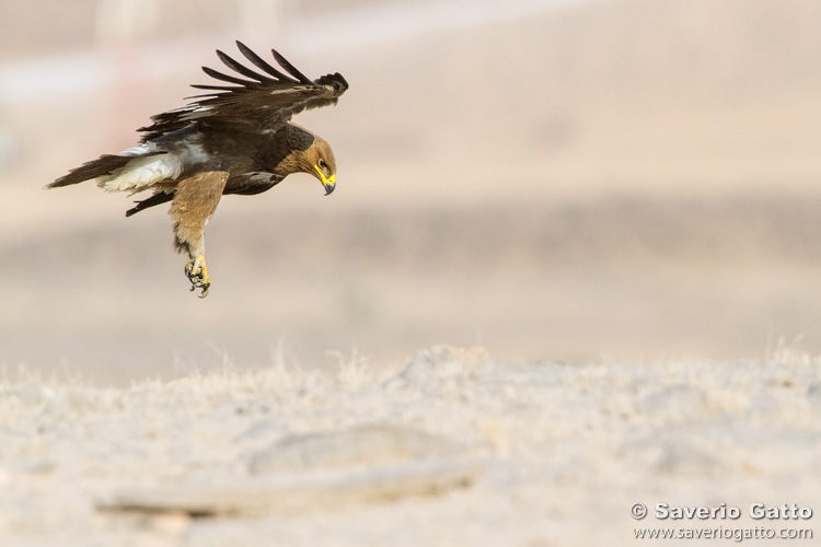 Aquila delle steppe