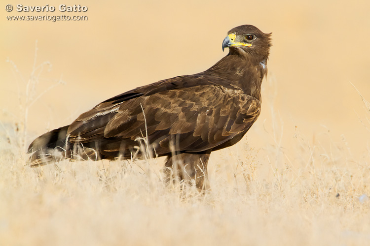 Aquila delle steppe