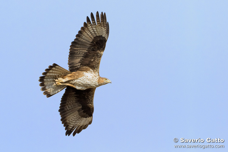 Aquila di Bonelli