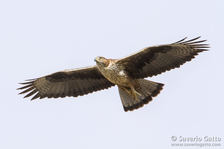 Aquila di Bonelli