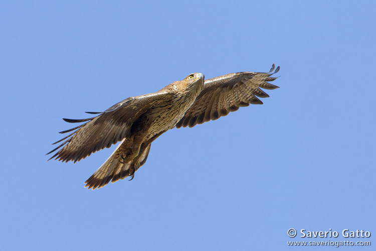 Bonelli's Eagle