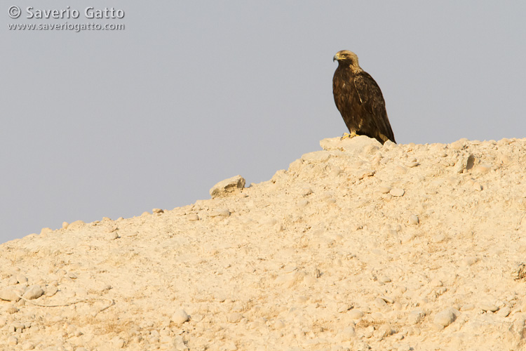 Eastern Imperial Eagle