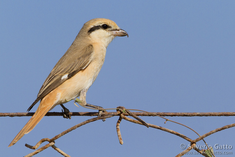 Isabelline Shrike