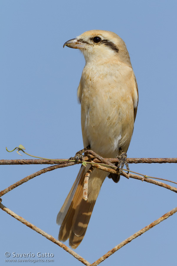 Isabelline Shrike