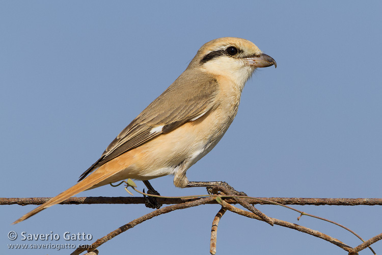 Isabelline Shrike