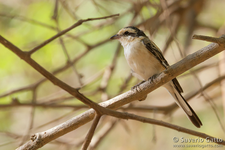 Masked Shrike