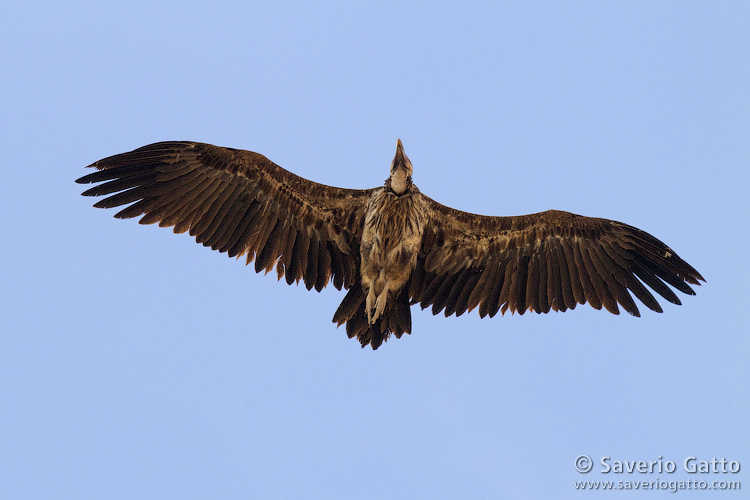 Lappet-faced Vulture