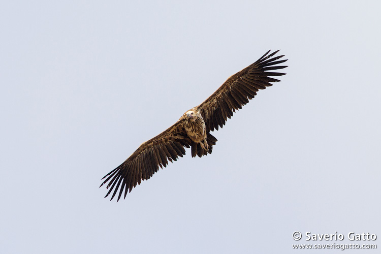 Lappet-faced Vulture