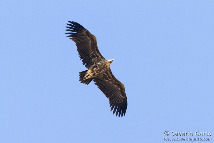 Lappet-faced Vulture