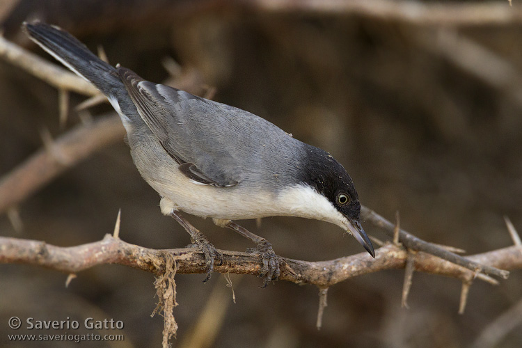 Eastern Orphean Warbler