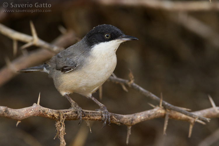 Eastern Orphean Warbler