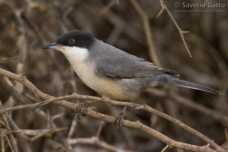 Eastern Orphean Warbler