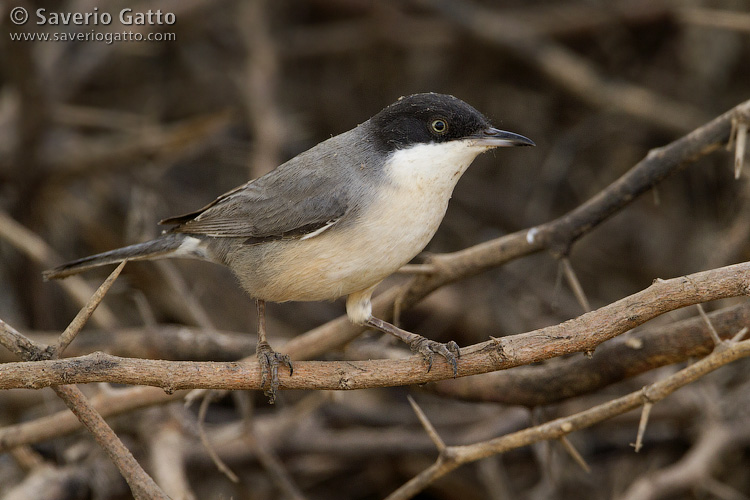 Eastern Orphean Warbler