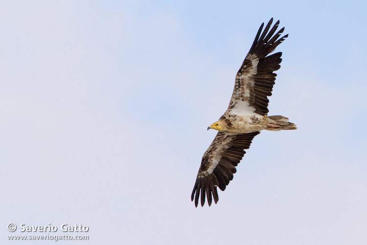 Egyptian Vulture