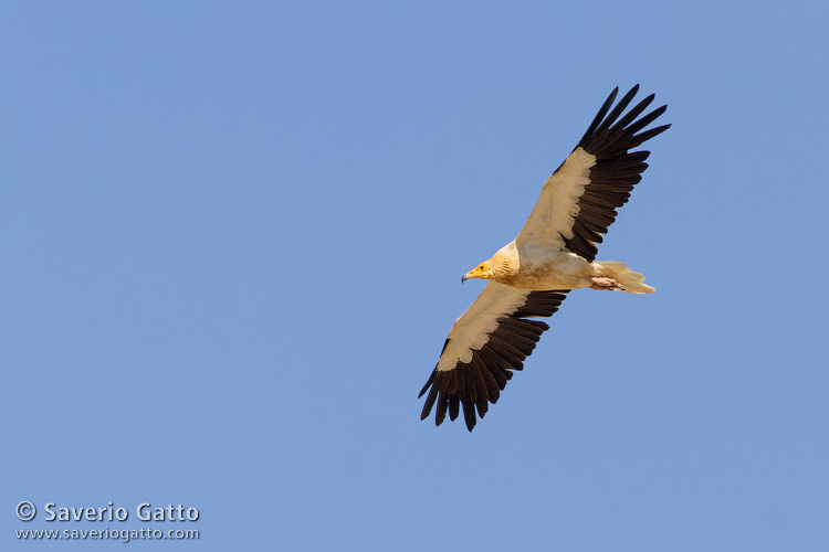 Egyptian Vulture