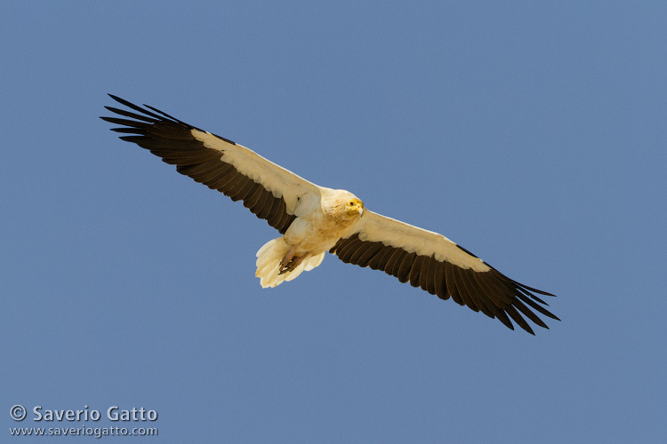 Egyptian Vulture