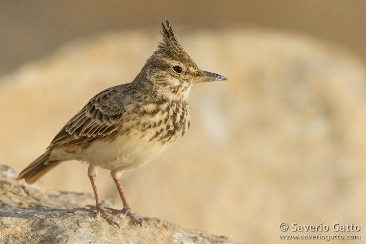 Crested Lark