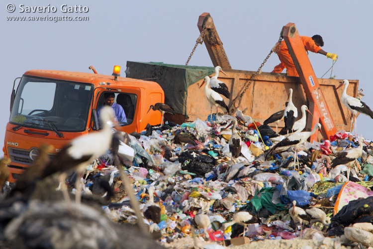 Storks at Refuse Dump