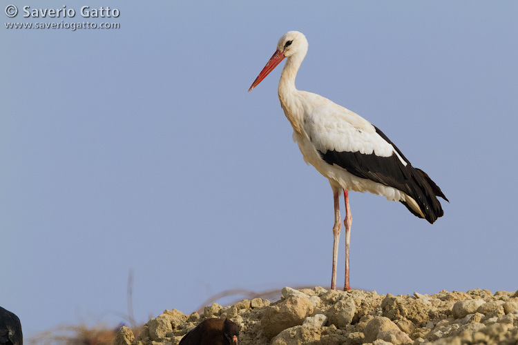 White Stork