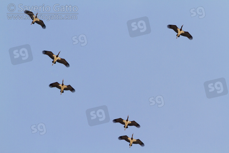 Abdim's Storks in flight