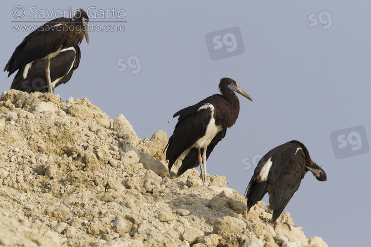 Abdim's Stork